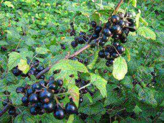 how to properly grow currants in the garden
