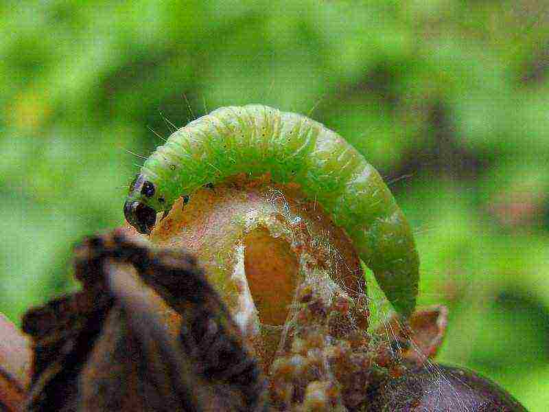 kung paano maayos na mapalago ang mga currant sa hardin