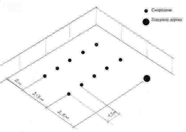 how to properly grow currants in the garden