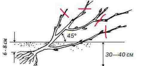 how to properly grow currants in the garden