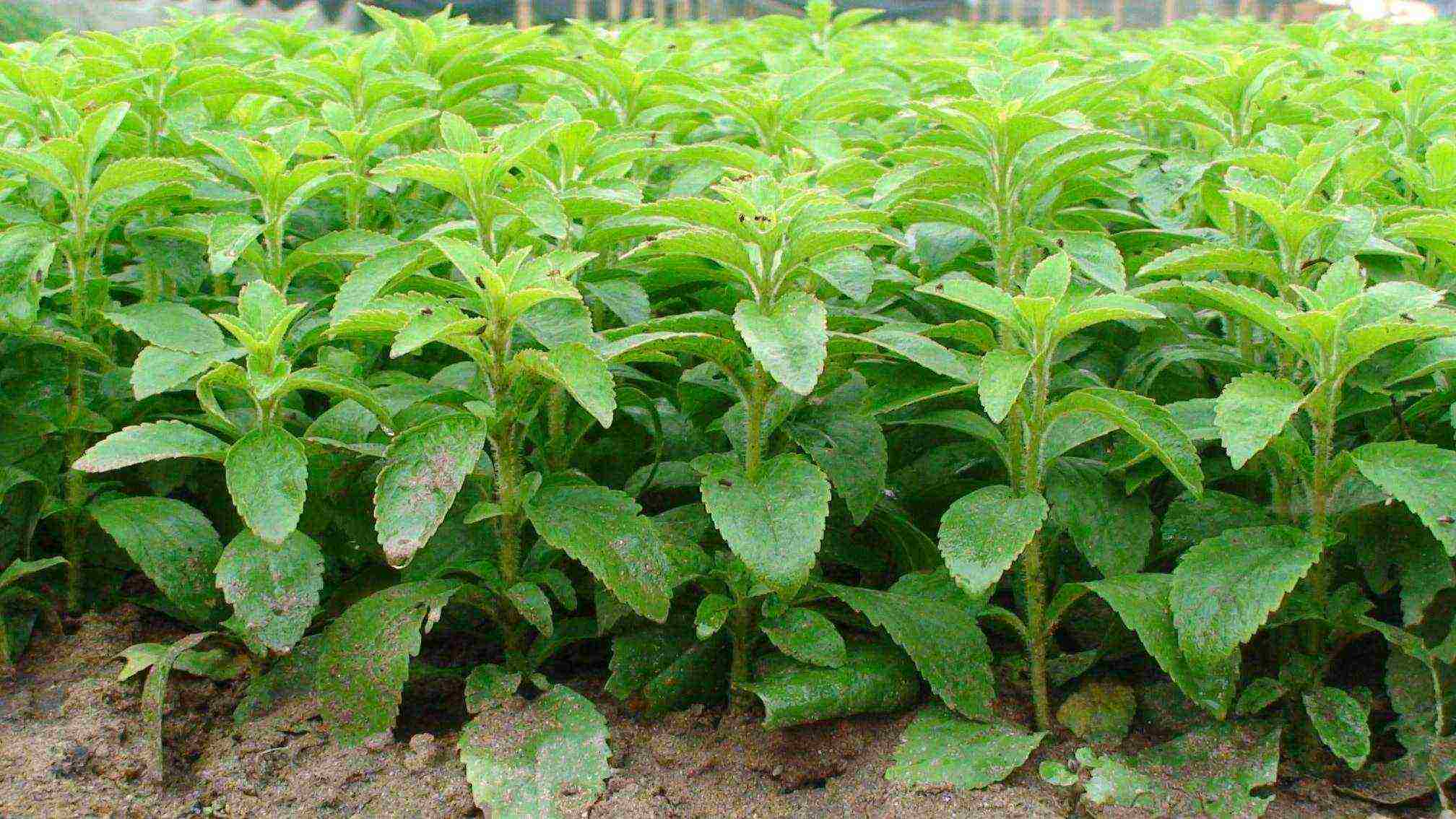 how to properly grow stevia at home