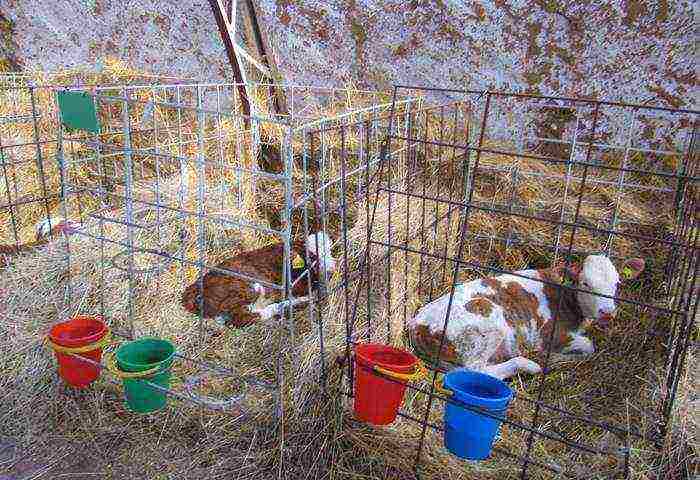 how to properly raise calves at home