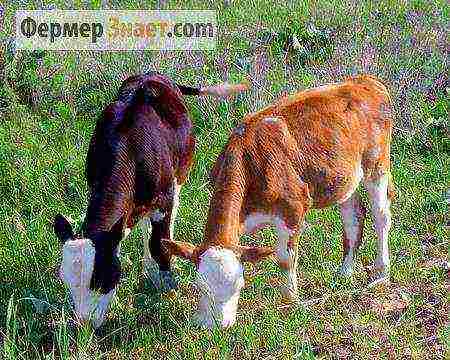 how to properly raise calves at home