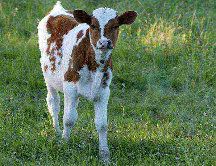 how to properly raise calves at home