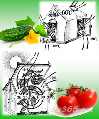 how to properly grow tomatoes and cucumbers in a greenhouse