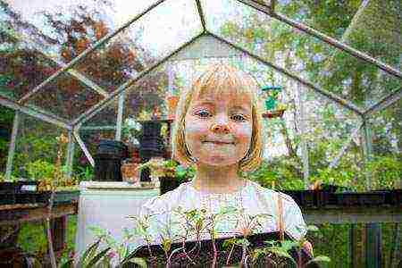 how to properly grow tomatoes and cucumbers in a greenhouse