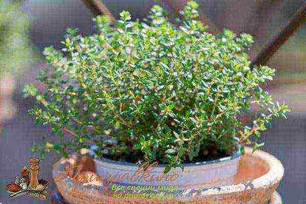 how to properly grow thyme at home