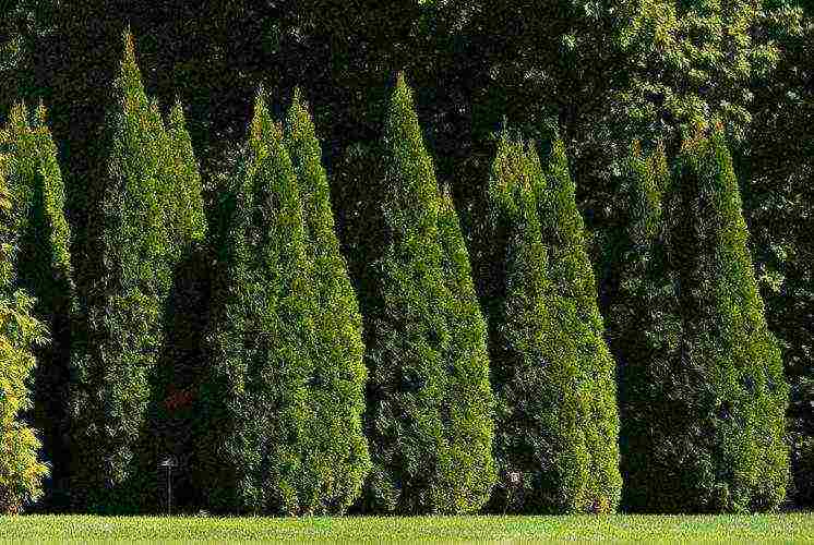 how to properly grow thuja at home