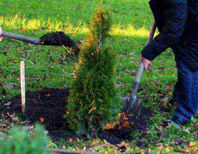 how to properly grow thuja at home