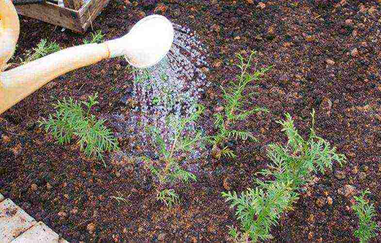 how to grow thuja properly at home