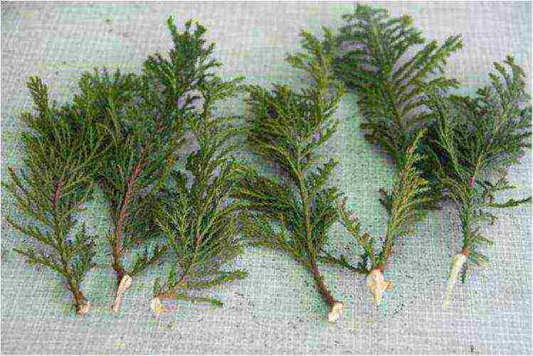 كيف تنمو بشكل صحيح thuja في المنزل