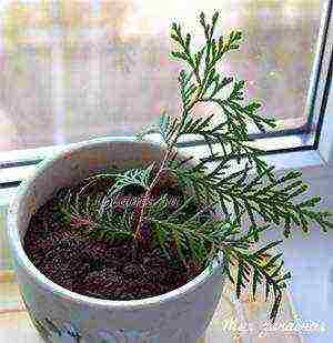 how to properly grow thuja at home