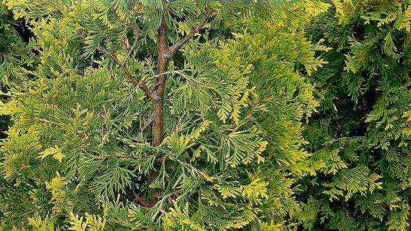 how to properly grow thuja at home