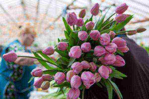 how to properly grow tulips by March 8 in a greenhouse