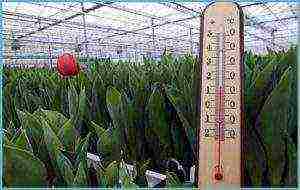 how to properly grow tulips by March 8 in a greenhouse