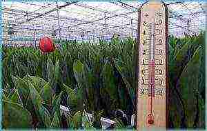 kung paano maayos na mapalago ang mga tulip sa Marso 8 sa isang greenhouse