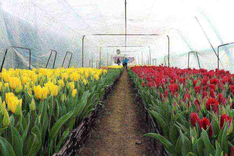 how to properly grow tulips by March 8 in a greenhouse