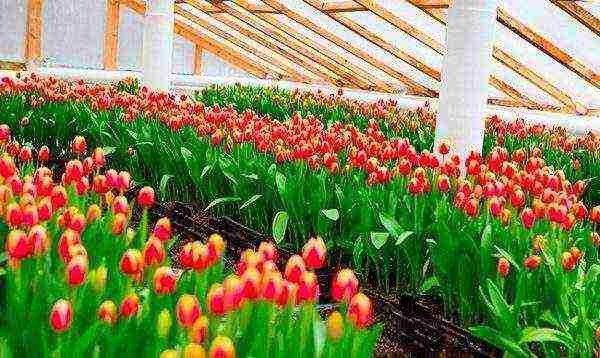 how to properly grow tulips by March 8 in a greenhouse