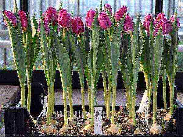 how to properly grow tulips by March 8 in a greenhouse