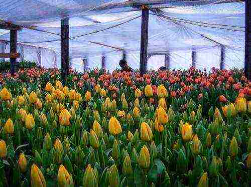 kung paano maayos na mapalago ang mga tulip sa Marso 8 sa isang greenhouse