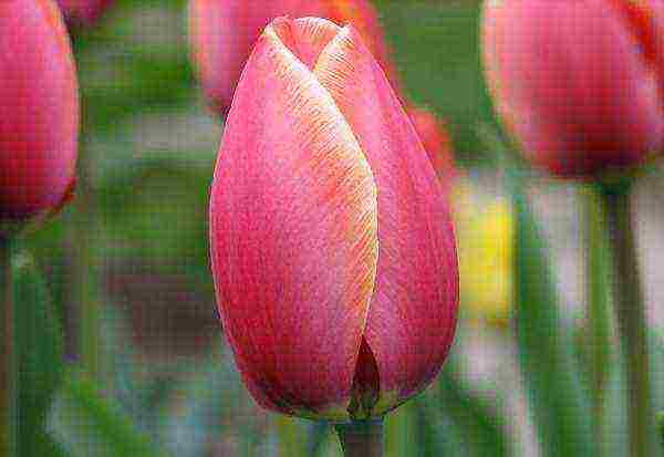 how to properly grow tulips by March 8 in a greenhouse