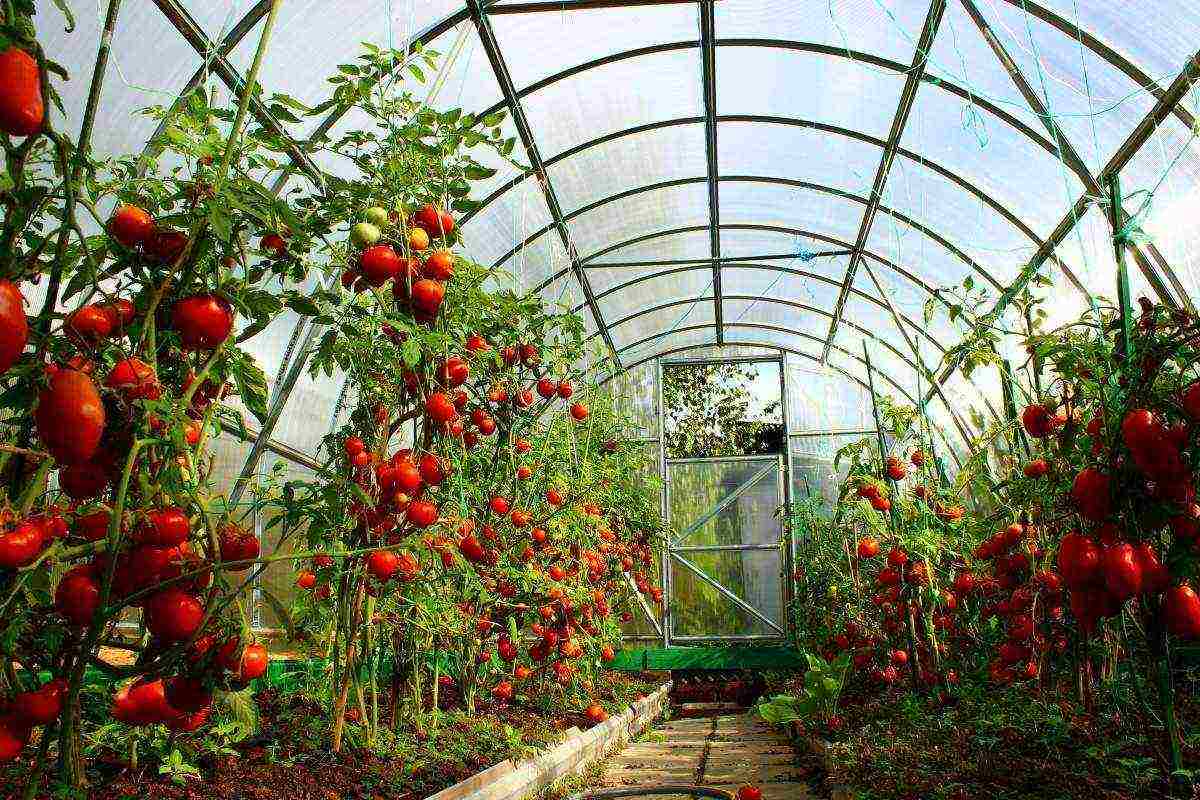 kung paano maayos na mapalago ang mga pipino at kamatis sa isang greenhouse