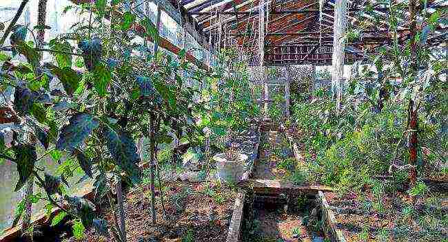 how to properly grow cucumbers and tomatoes in a greenhouse