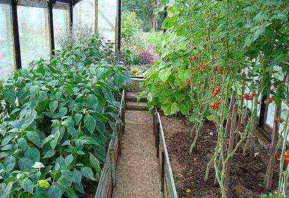 kung paano maayos na mapalago ang mga pipino at kamatis sa isang greenhouse