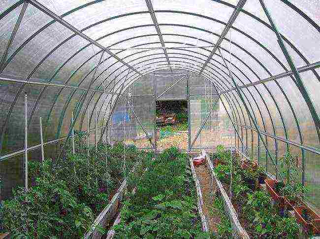 how to properly grow cucumbers and tomatoes in a greenhouse