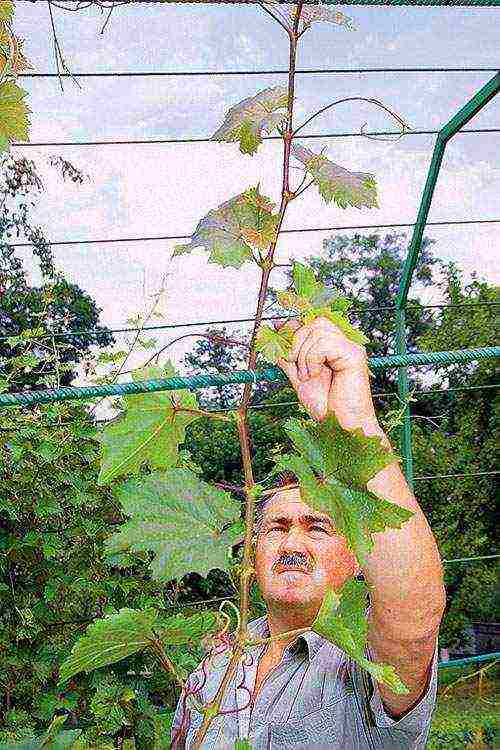 how to properly grow and care for grapes