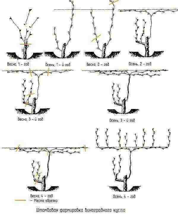 how to properly grow and care for grapes