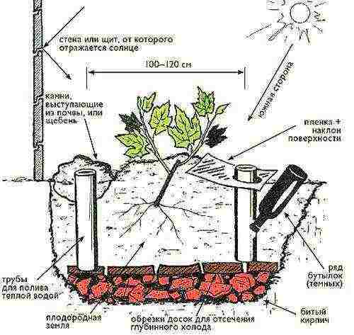 how to properly grow grapes in the middle lane