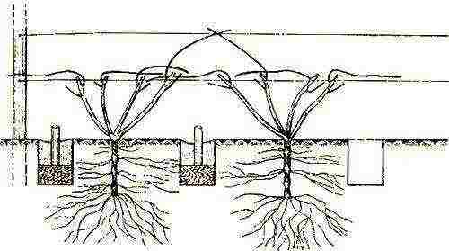 how to properly grow grapes in the middle lane