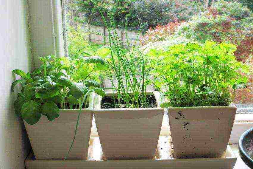 how to properly grow greens on a windowsill in winter