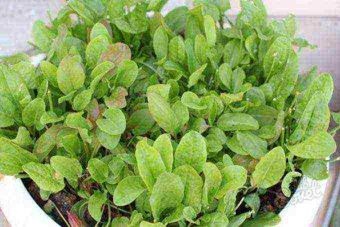 how to properly grow greens on a windowsill in winter