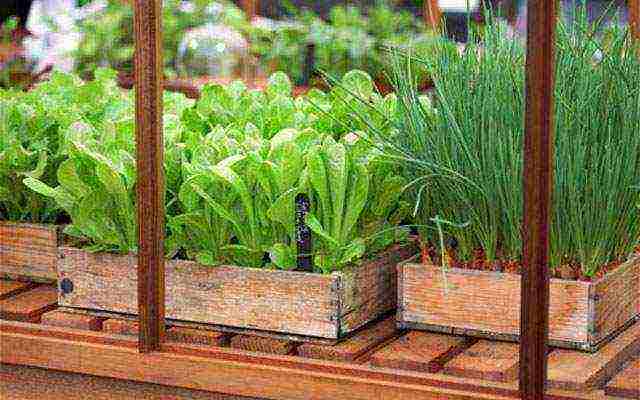 how to properly grow greens at home