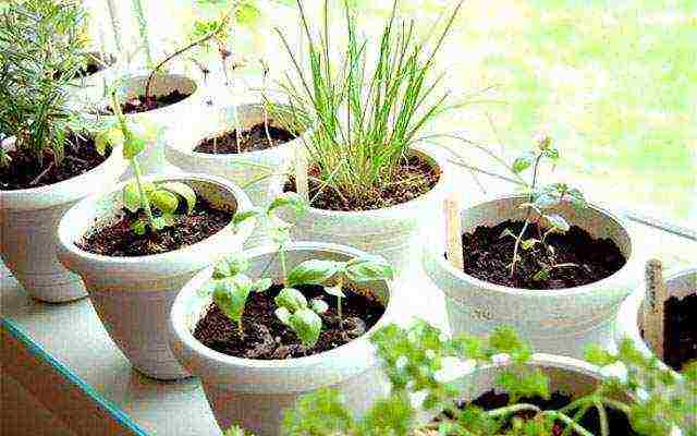 how to properly grow greens at home