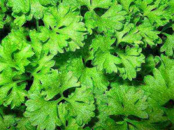 how to properly soak parsley for planting in open ground