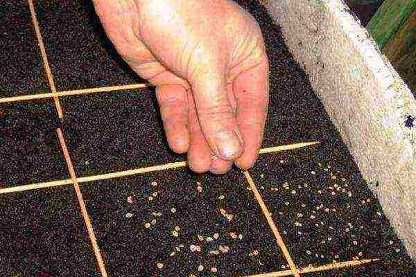 how to properly soak parsley for planting in open ground