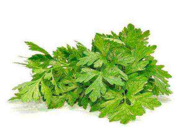 how to properly soak parsley for planting in open ground