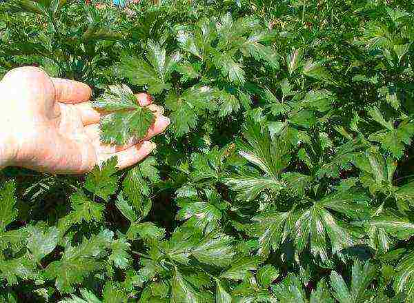 how to properly soak parsley for planting in open ground