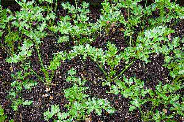 how to properly soak parsley for planting in open ground