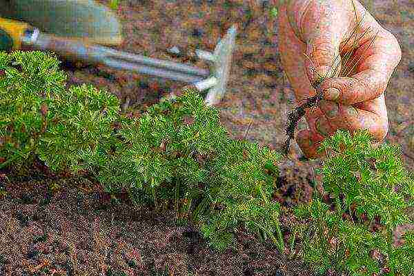 how to properly soak parsley for planting in open ground