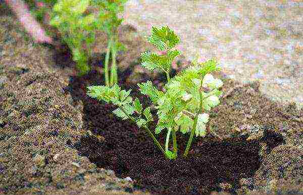 how to properly soak parsley for planting in open ground