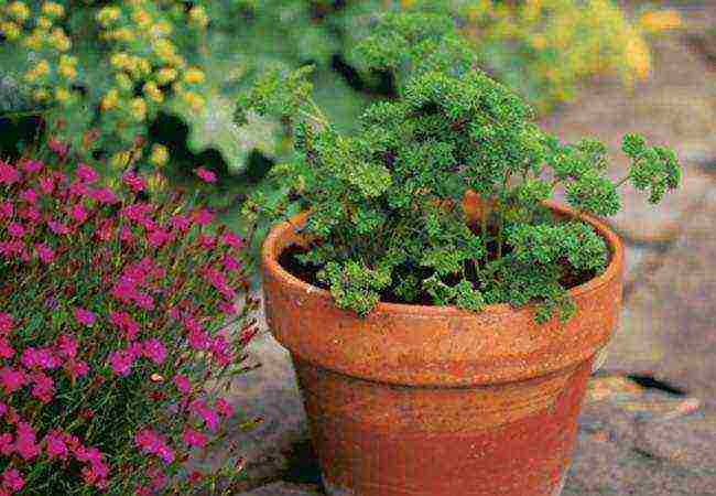 how to properly soak parsley for planting in open ground