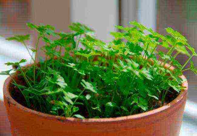 how to properly soak parsley for planting in open ground