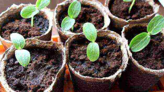 how to properly soak cucumber seeds before planting in open ground