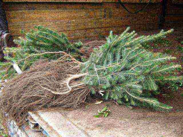 how to keep plants with an open root system before planting in spring