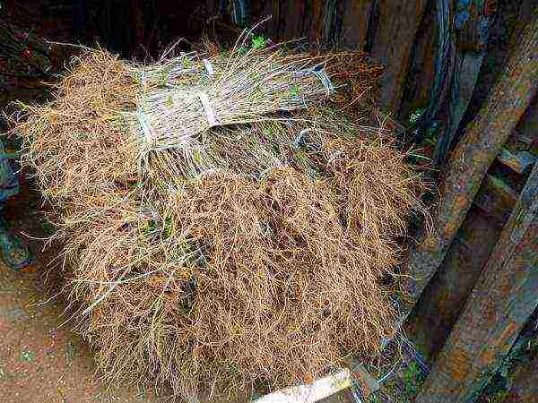 how to keep plants with an open root system before planting in spring