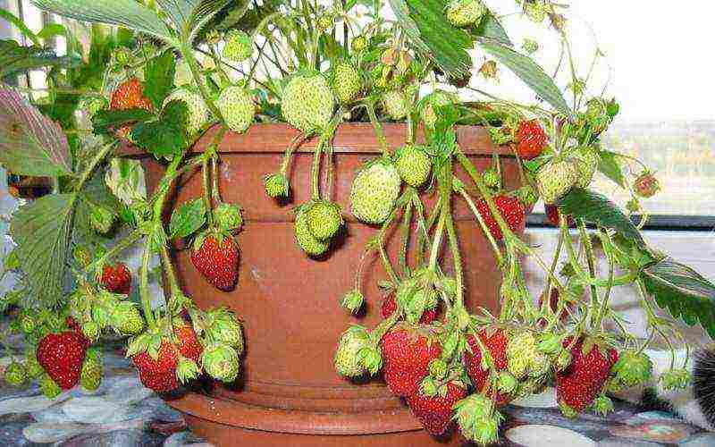 how to keep strawberries grown in boxes in winter
